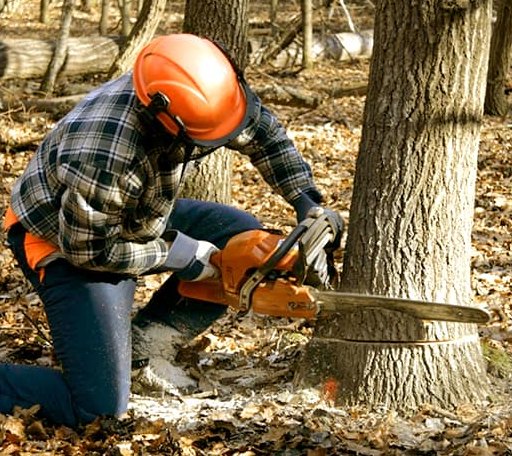 Tree Removal in Zionsville, PA
